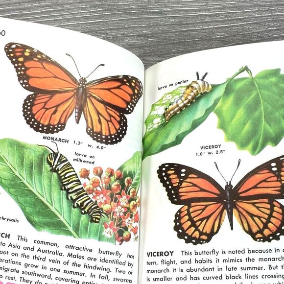 Vintage 1950s Golden Guide Insects Nature Book Detailed Realistic Illustrations - Picture 6 of 10